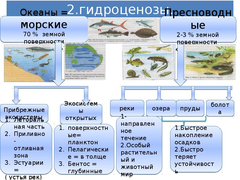 Разнообразие водных экосистем. Изменения в водных экосистемах