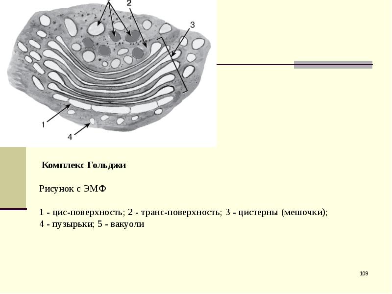 Рисунок гольджи клетки