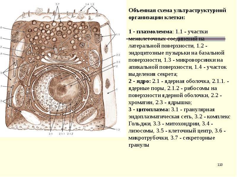 Схема плазмолеммы гистология