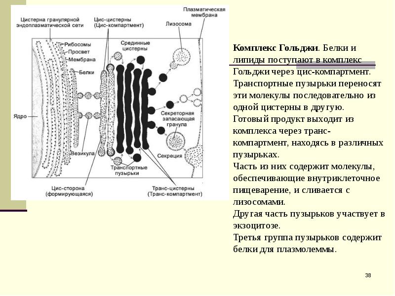 Комплекс гольджи электронограмма. Цис и транс полюс аппарата гольджи. Строение и функции. Цис полюс аппарата гольджи функции. Взаимодействие эпс и аппарата гольджи.