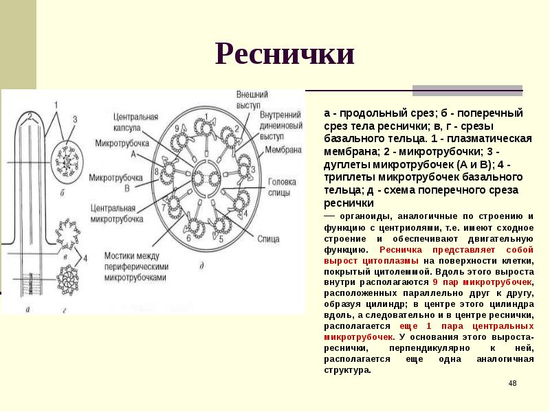 Базальные тельца ресничек. Базальные тельца ресничек