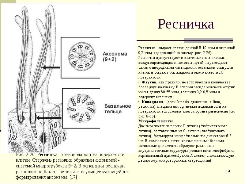 Функция жгутиков и ресничек. Строение реснички эпителия. Строение реснички гистология. Строение ресничек и жгутиков клетки. Строение реснички гистология базальное тельце.