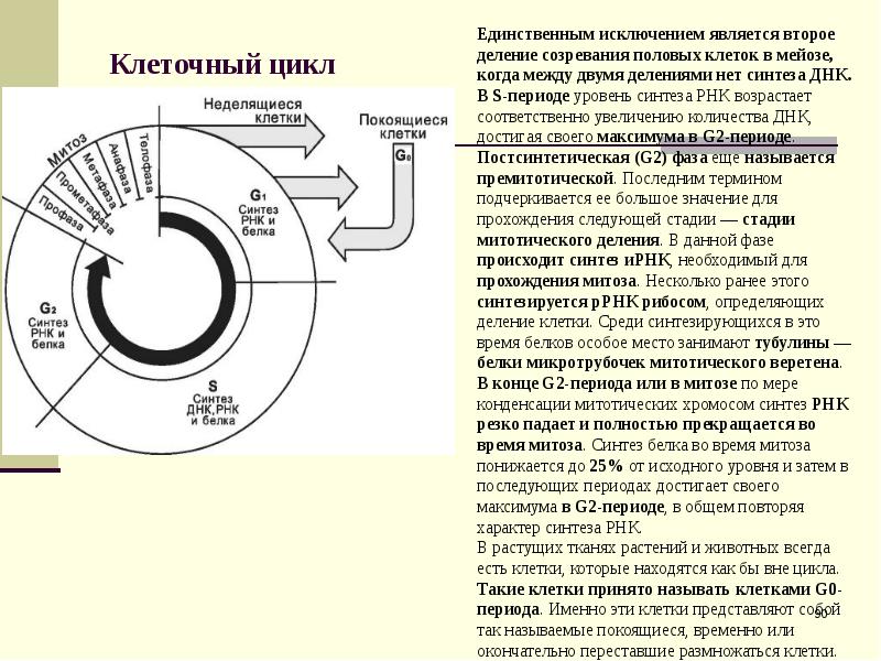 Периоды клеточного деления