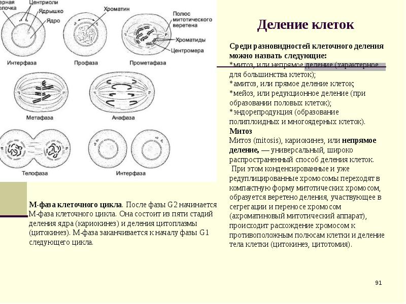 Процесс митоза рисунок