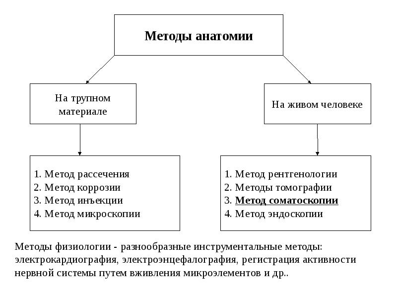 Биология человека в таблицах рисунках и схемах анатомия физиология и гигиена человека