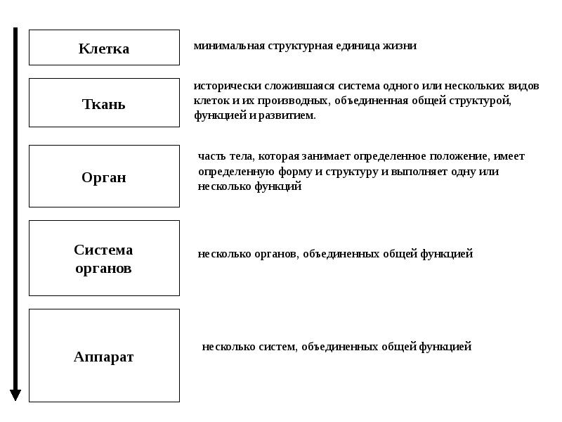 Анатомия и физиология человека методы. Ткани это исторически сложившаяся структура. Ткань это исторически сложившаяся система. Ткань это исторически сложившаяся система клеток.