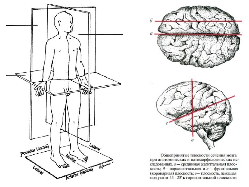Схема осей и плоскостей в теле человека