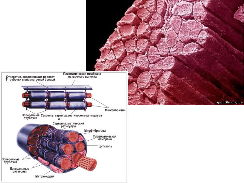 оболочки мышечного волокна