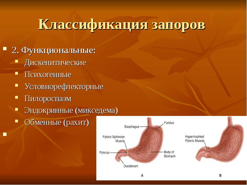 Анатомо физиологические особенности органов пищеварения презентация