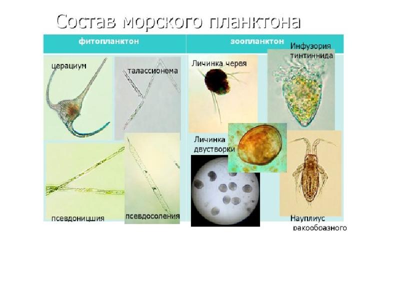 Фитопланктон группа