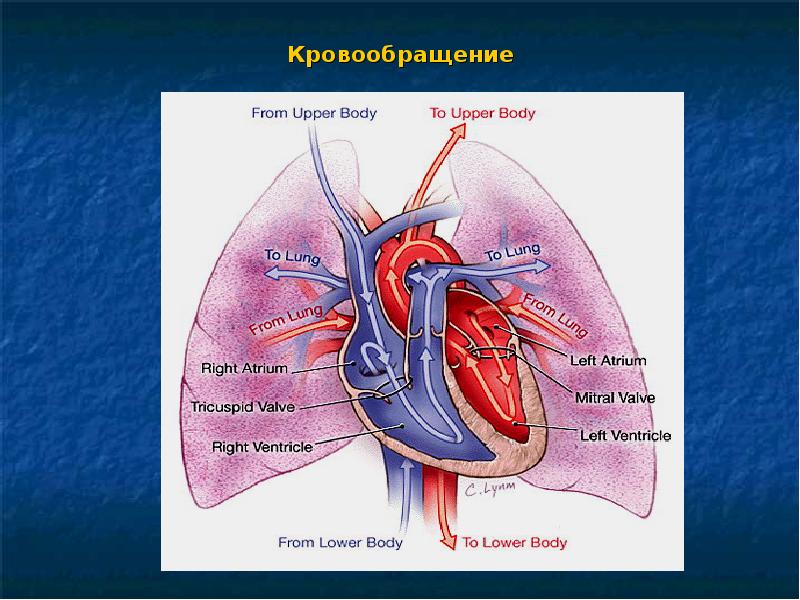 Отеки у детей презентация