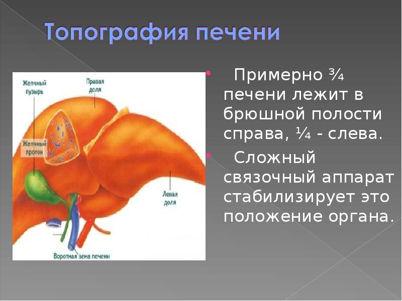 Печень слева