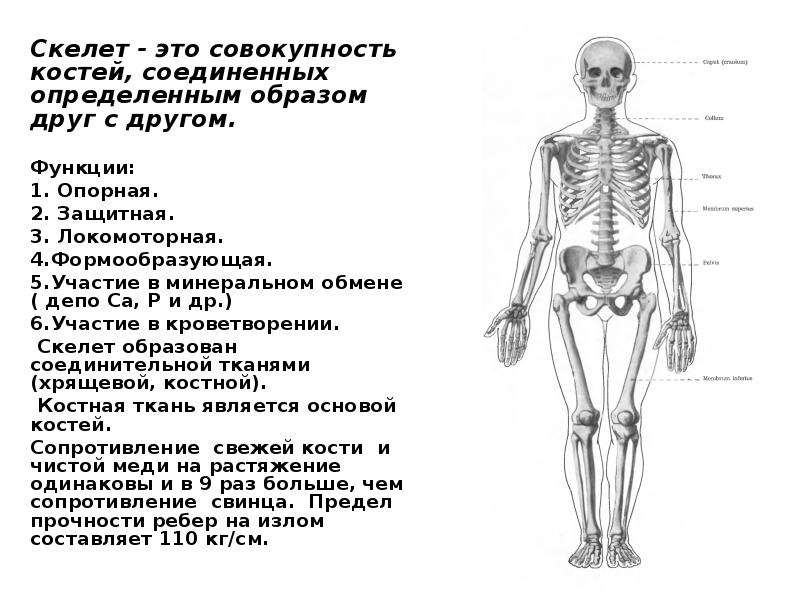 Скелет образован костями. Кости скелета и их функции опорная и защитная. Функции костей скелета человека. Опорная функция скелета человека. Функции скелета опорная защитная.