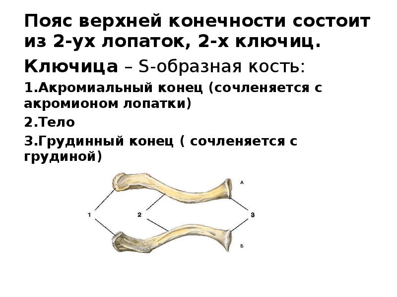 Под каким номером на рисунке обозначена ключица