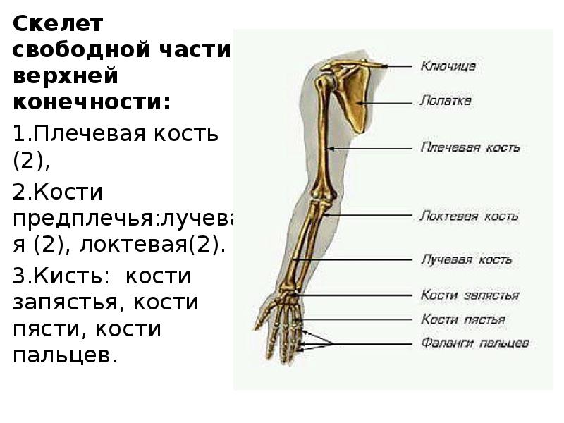 Плечо предплечье кисть картинка