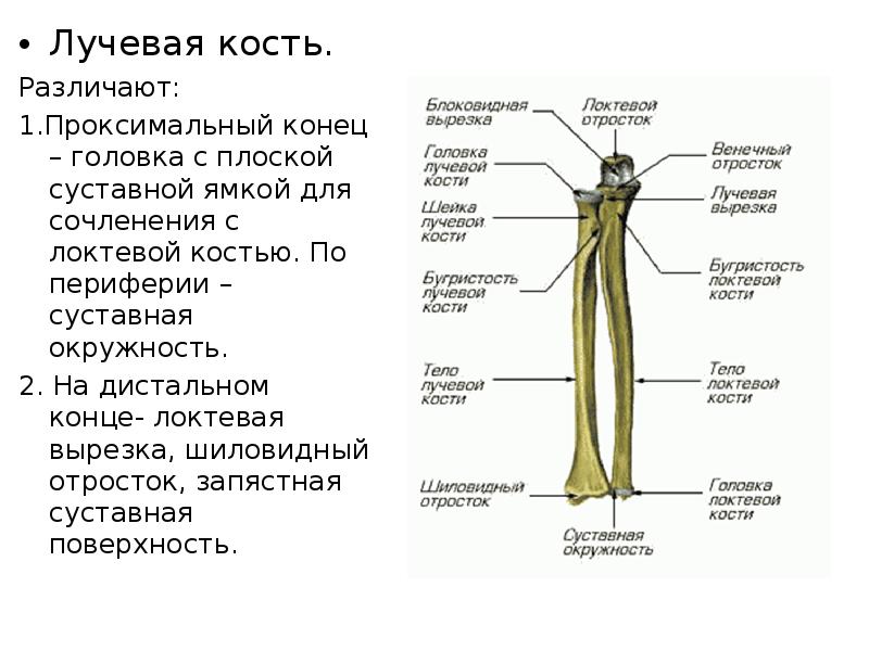 Локтевая кость фото