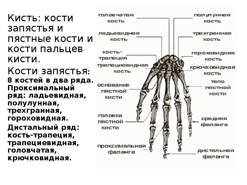 Состав руки человека фото с описанием костей и органов