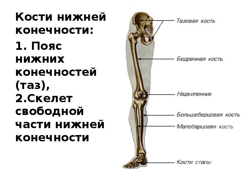 Часть ноги на б. Кости скелета нижней конечности. Кости нижних конечностей человека анатомия. Кость нижней конечности анатомия. Кости свободной нижней конечности анатомия.
