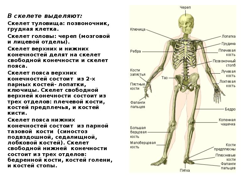 В кости выделяют. Остеология: Общие данные о скелете. Скелет человека скелет головы скелет туловища. Строение скелета головы, туловища, конечностей. Отделы тела голова отделы скелета череп.