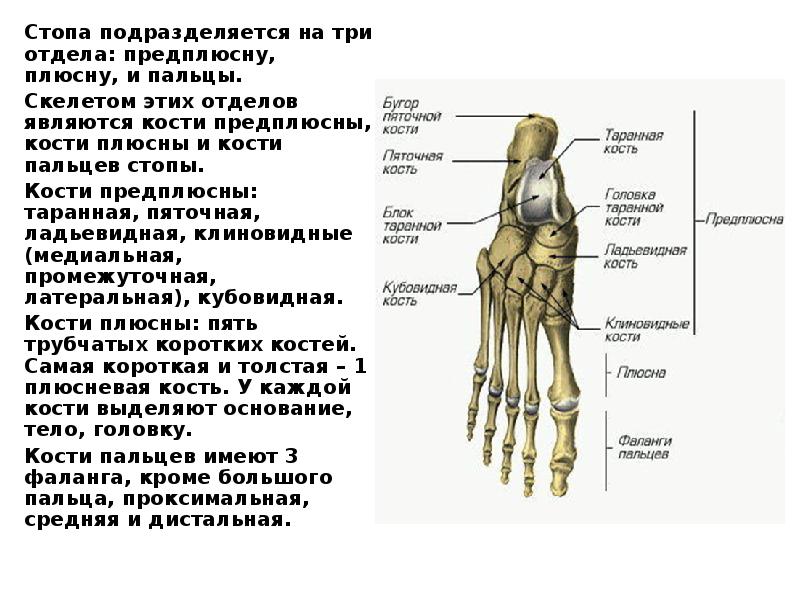 Скелет правой стопы человека фото с описанием костей