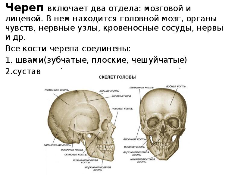 К мозговому отделу черепа относятся кости