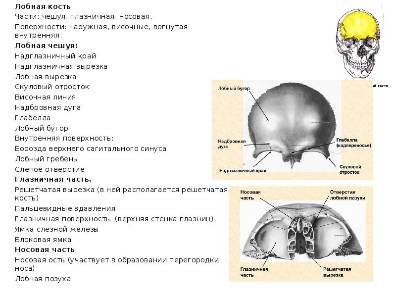Фото лобной кости