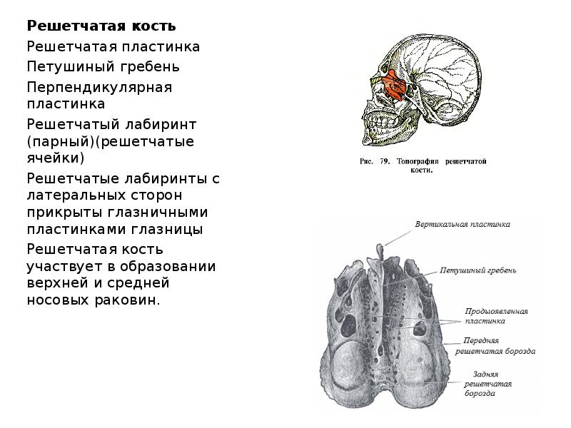 Перпендикулярная пластинка решетчатой кости