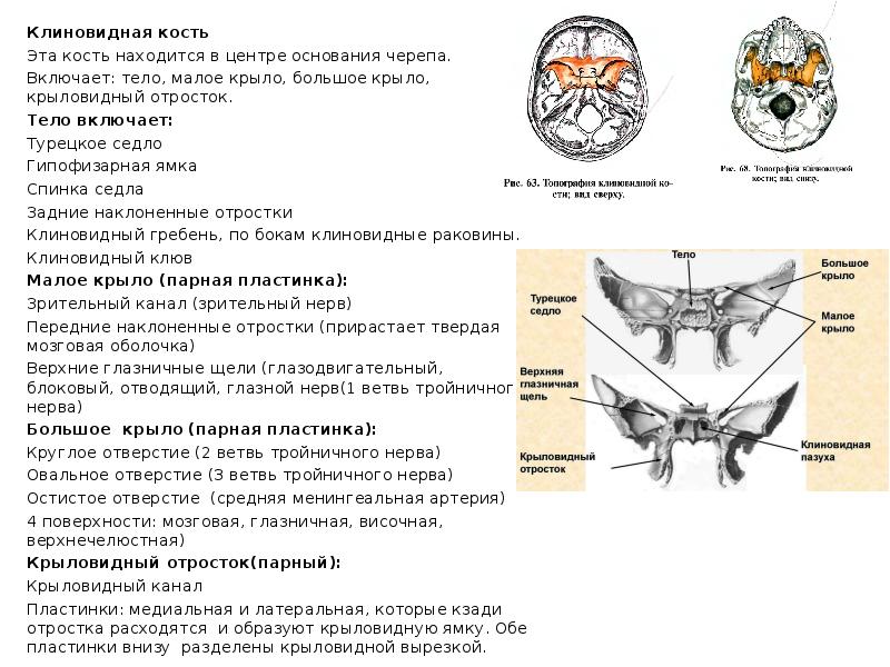 Гипофизарная ямка