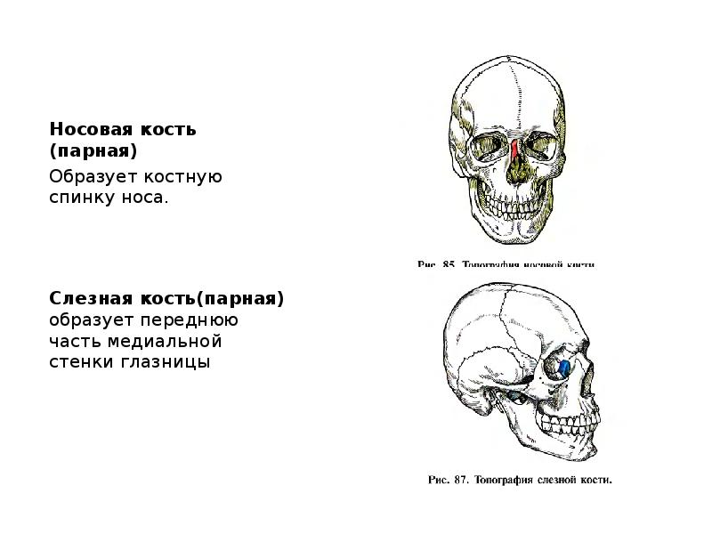 Пар костей