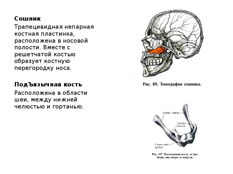 Где сошников. Сошник кость черепа. Строение черепа сошник. Кости черепа сошник. Сошник кость черепа анатомия человека.