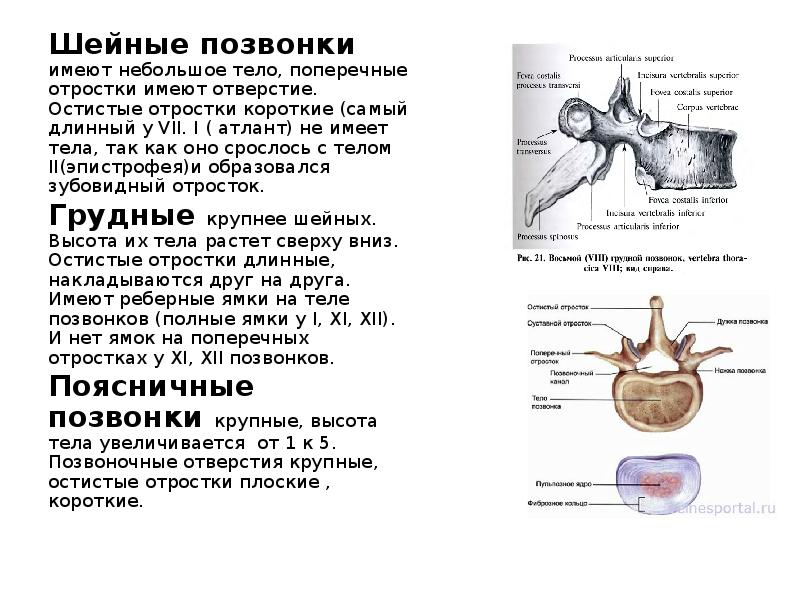 Тело не имеет позвонок. Удлиненные поперечные отростки с7 что это. Атлант с1 тело позвонка позвоночное отверстие. Остистый отросток седьмого шейного позвонка. Функции поперечных отростков.