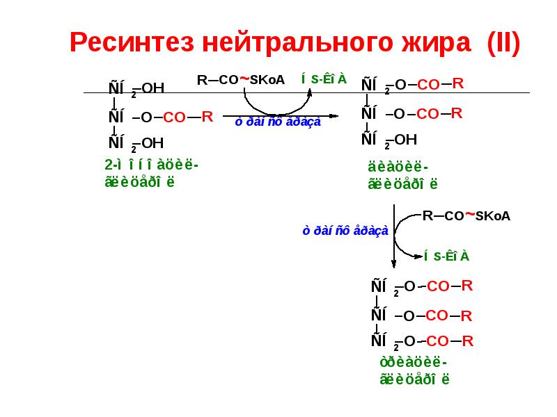 Ресинтез это. Ресинтез липидов в стенках кишечника. Ресинтез жира в стенке кишечника.. Ресинтез нейтрального жира реакция. Ресинтез фосфолипидов биохимия.