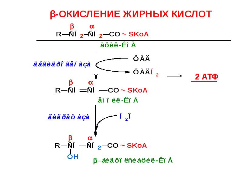 Нарушение окисления жирных кислот. Регуляция бета окисления жирных кислот. Β-окисление жирных кислот. Бета окисление жирных кислот. Б окисление жирных кислот.