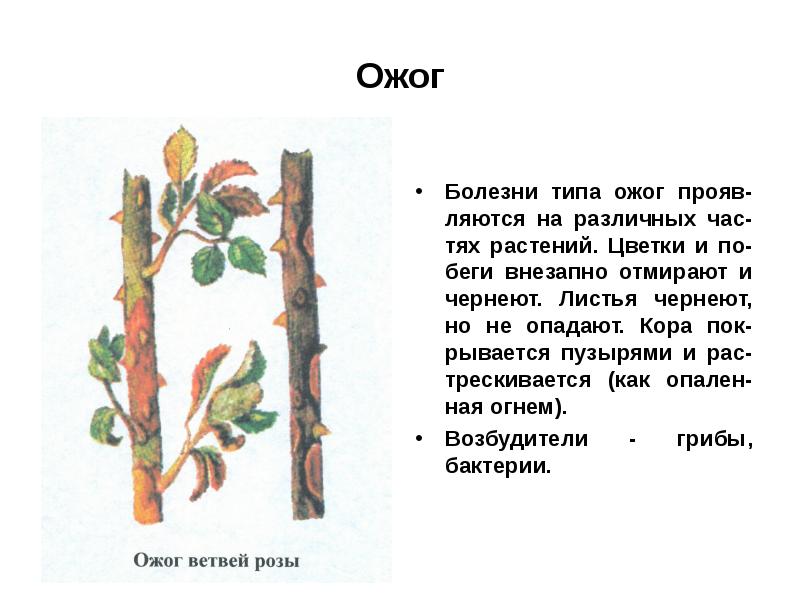 Реферат: Фитопатология и болезни растений