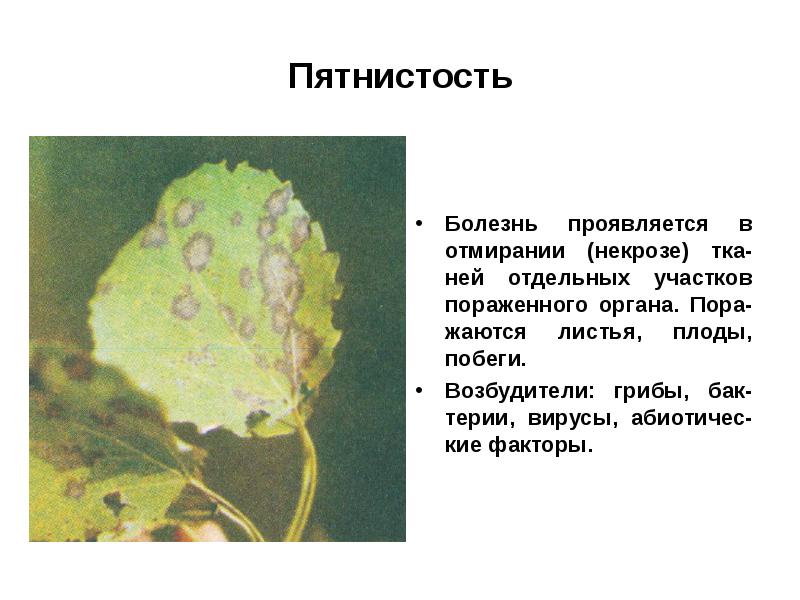 Болезни растений презентация