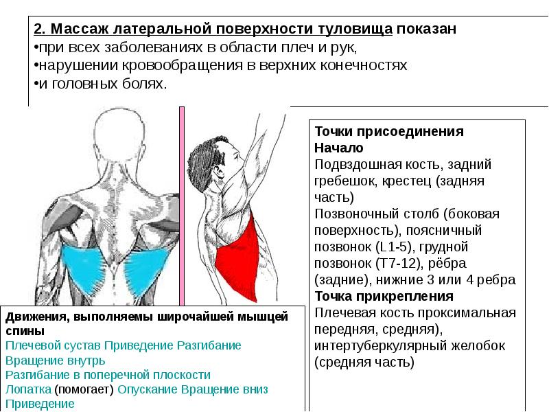 Поверхность туловища. Латеральный край широчайшей мышцы спины. Точки прикрепления широчайшей мышцы спины. Широчайшая мышца спины начало и прикрепление функции. Соединительнотканный массаж латерального края широчайшей мышцы.