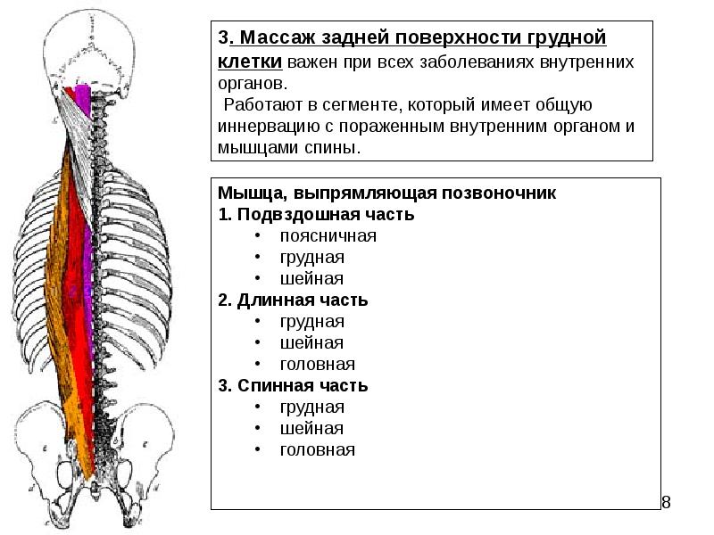 Схема проведения массажа. Массаж задней поверхности бедра. Поперечное выжимание в массаже. Массаж воротниковой зоны схема. Массажные линии воротниковой зоны схема.
