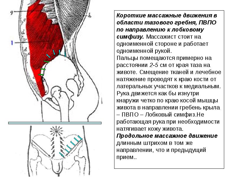 Лобковая область мужчины. Массаж ягодичных мышц схема. Копчиковая мышца. Мышцы в области таза. Последовательность выполнения приемов массажа.