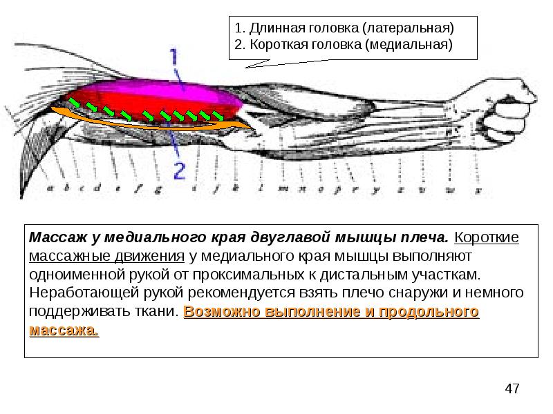 Плечелучевая мышца