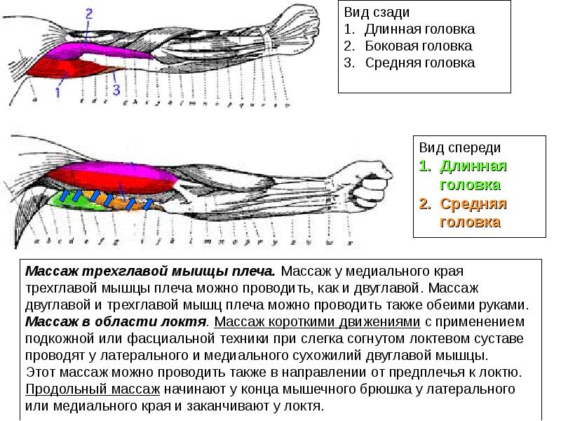 Лечение предплечья. Миофасциальный массаж предплечья. Массаж плеча и предплечья. Массаж мышц рук. Массаж руки предплечья.