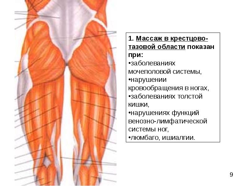 Ягодичная область. Схема мышц ягодиц. Приемы массажа ягодичной области. Крестцово ягодичная область. Массаж области таза.