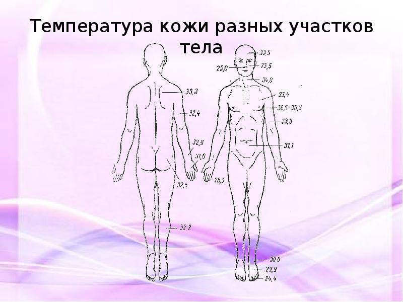 Различия температуры различных участков кожных покровов человека температурная карта