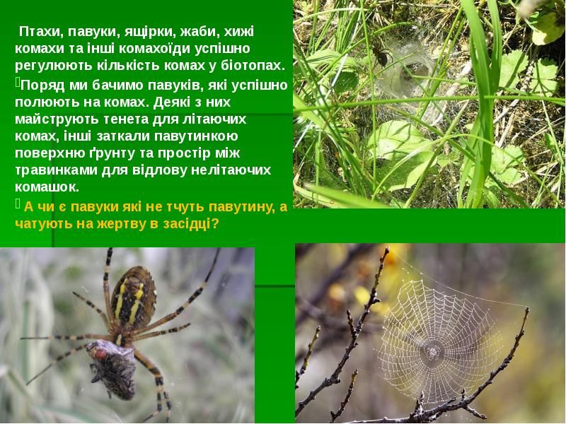 Птахи, павуки, ящірки, жаби, хижі комахи та інші комахоїди успішно регулюють Птахи, павуки, ящірки, жаби, хижі комахи та інші комахоїди успішно регулюють