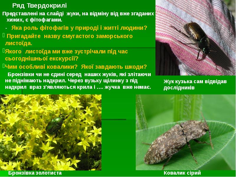 Ряд Твердокрилі
Ряд Твердокрилі
Ряд Твердокрилі
Ряд Твердокрилі