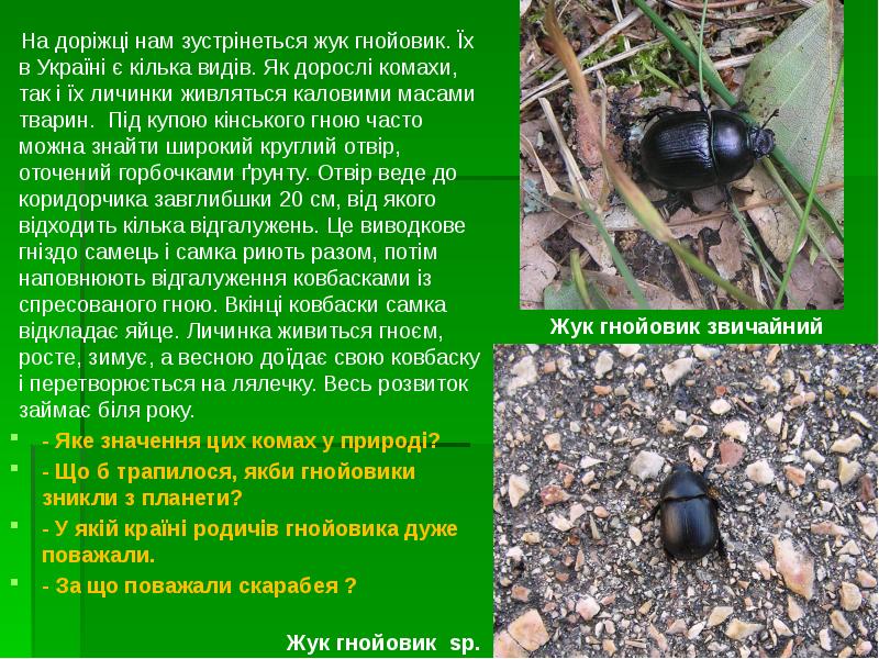 На доріжці нам зустрінеться жук гнойовик. Їх в Україні є кілька На доріжці нам зустрінеться жук гнойовик. Їх в Україні є кілька