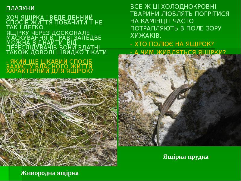 ПЛАЗУНИ
ХОЧ ЯЩІРКА І ВЕДЕ ДЕННИЙ СПОСІБ ЖИТТЯ ПОБАЧИТИ ЇЇ НЕ ПЛАЗУНИ
ХОЧ ЯЩІРКА І ВЕДЕ ДЕННИЙ СПОСІБ ЖИТТЯ ПОБАЧИТИ ЇЇ НЕ