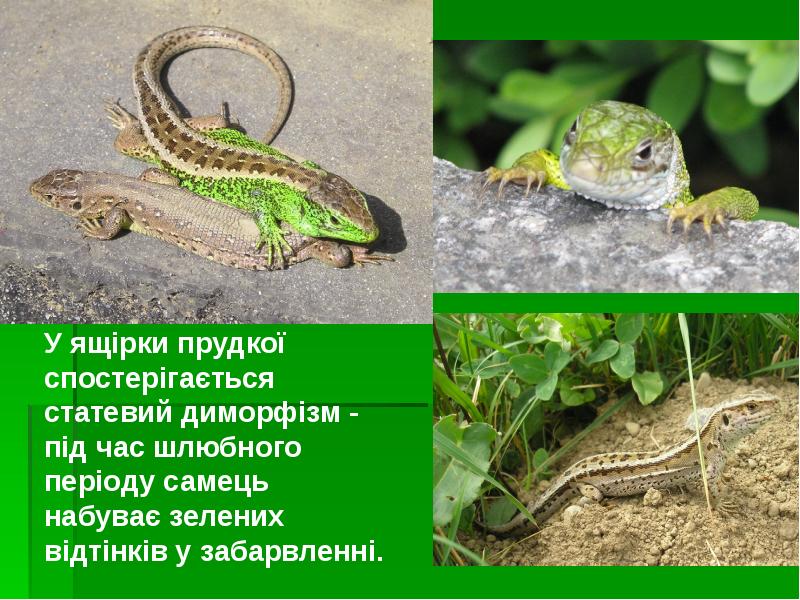 У ящірки прудкої спостерігається статевий диморфізм - під час шлюбного періоду У ящірки прудкої спостерігається статевий диморфізм - під час шлюбного періоду