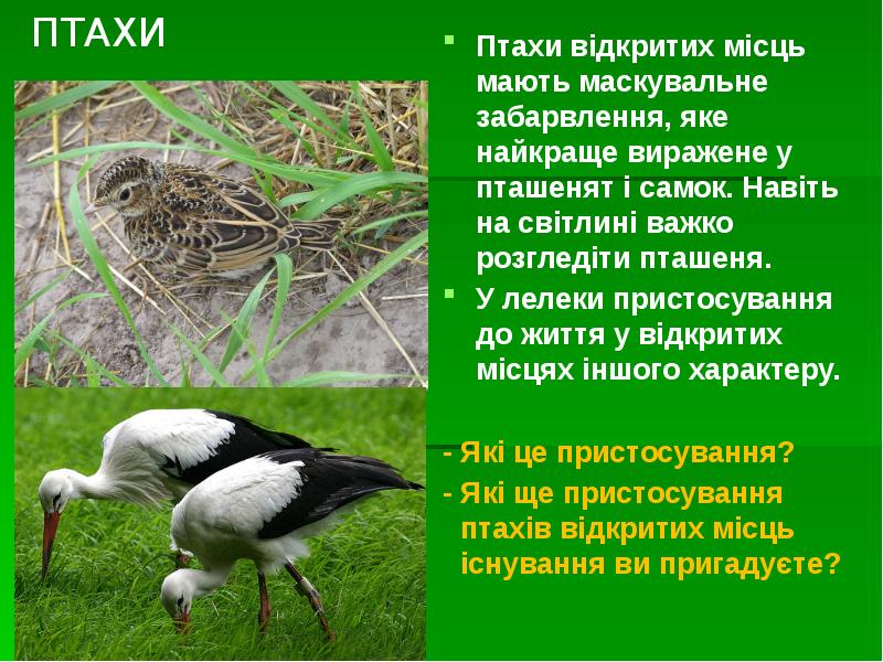 ПТАХИ
ПТАХИ ПТАХИ
ПТАХИ