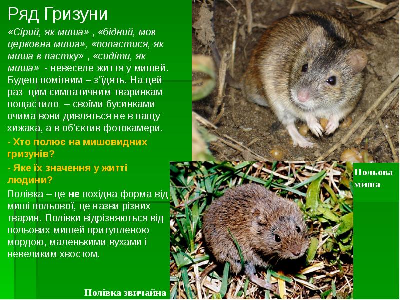 Ряд Гризуни
Ряд Гризуни
«Сірий, як миша» , «бідний, мов церковна миша», Ряд Гризуни
Ряд Гризуни
«Сірий, як миша» , «бідний, мов церковна миша»,