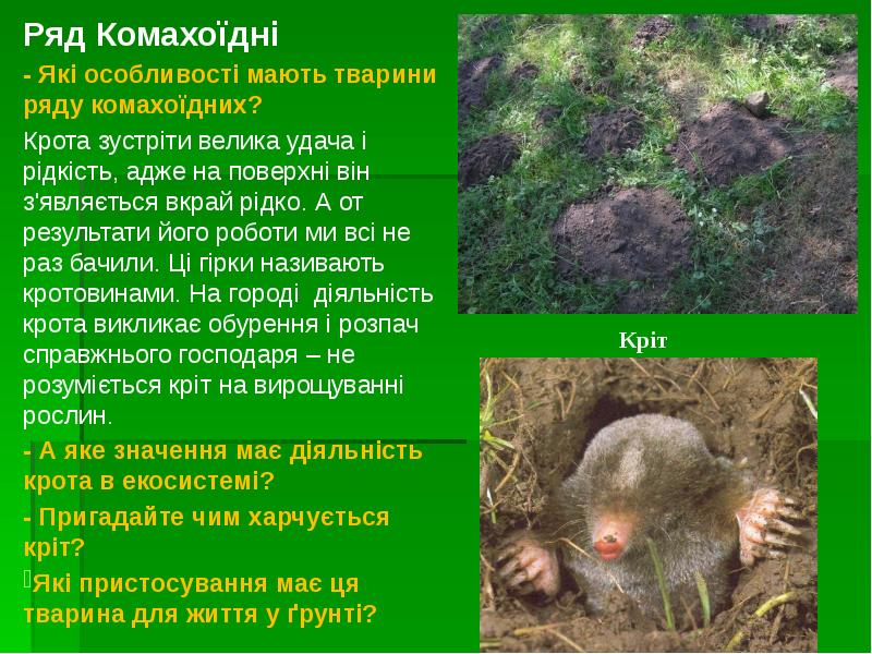 Ряд Комахоїдні
Ряд Комахоїдні
- Які особливості мають тварини Ряд Комахоїдні
Ряд Комахоїдні
- Які особливості мають тварини
